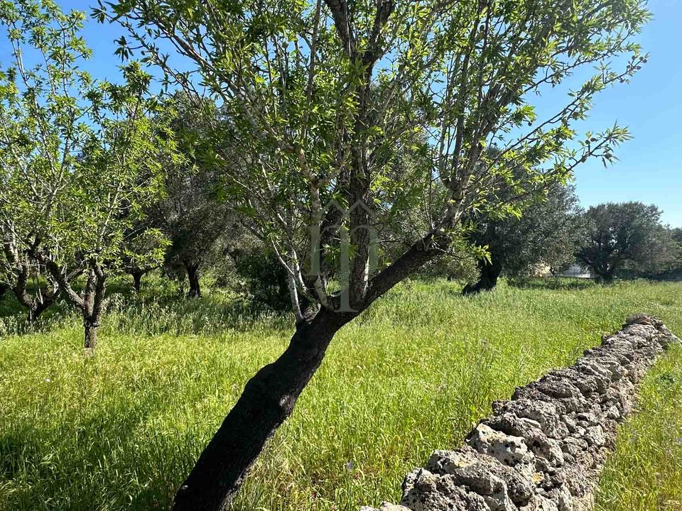 Tomt i Carovigno, Brindisi - bilde 1